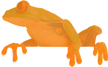 orange frog